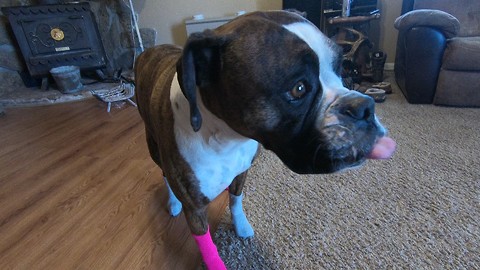 Dog Humorously Walks In Socks