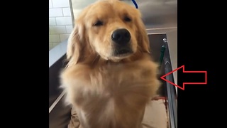 Fabulous Golden Retriever shows off chest hair