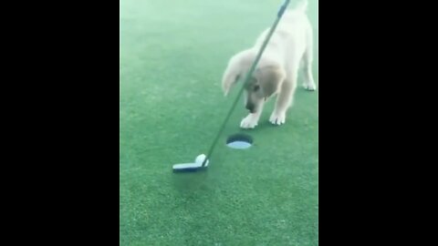 Puppy saves the put!