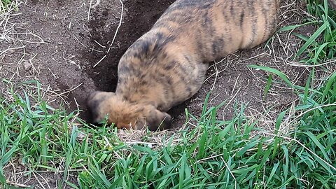 Barkey Bark Boerboel Puppy