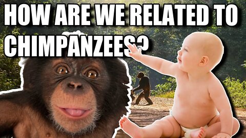 The Connection Between Chimpanzees and Humans