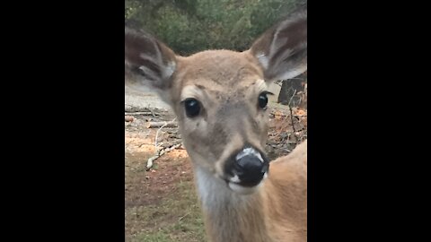 Kitty wants a bath from fawn.