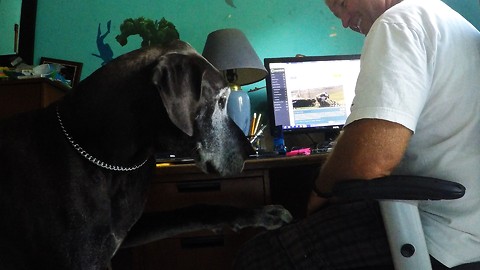 Great Dane competes with Rumble videos for attention