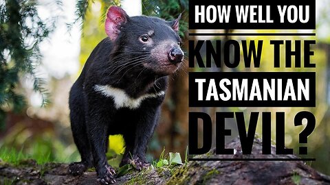 Tasmanian Devil || Description, Characteristics and Facts!