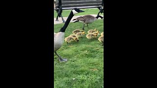 Goose babies