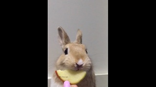 Bunny adorably munches on apple