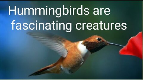 Hummingbirds are fascinating creatures