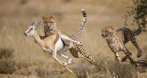 cheetah makes its first hunt