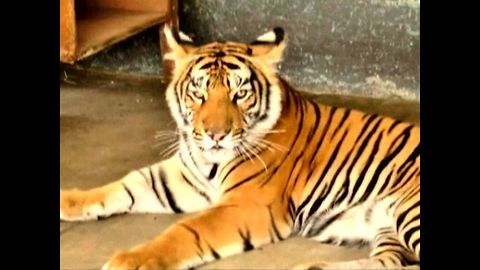 Bengal Tiger...at a dog shelter?