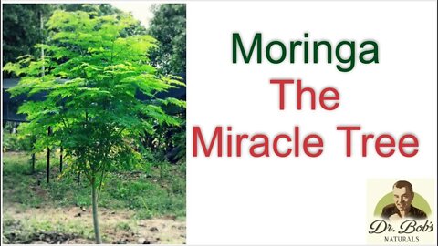 Moringa: The Miracle Tree