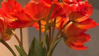 Local flower shop gives tulips to the elderly community