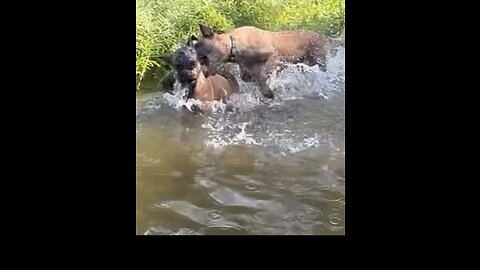 Big Belgian Malinois dog try’s to drowned younger dog!!!🫨