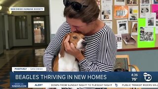 Beagles thriving in new homes