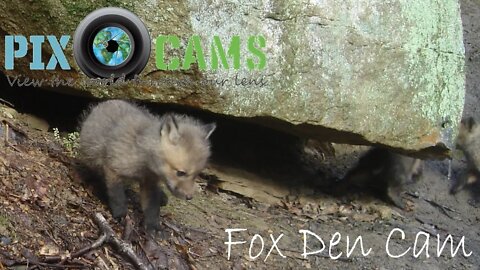 PixCams.com Fox Den Cam Live Stream