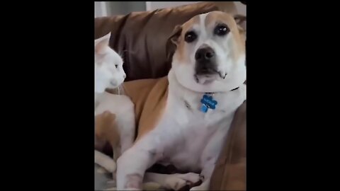 A cat discipline two dogs A cute and funny clip