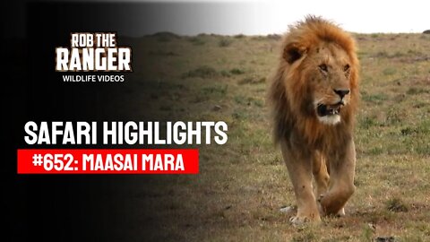 Safari Highlights #652: 15th January 2022 | Maasai Mara/Zebra Plains | Latest Wildlife Sightings