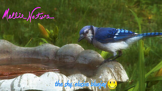 Blue Jay in the bath