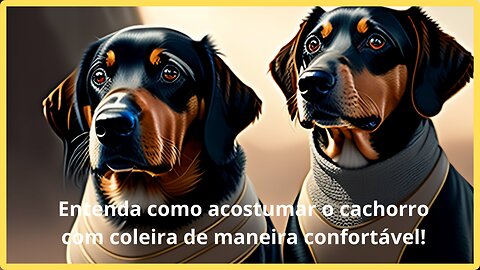 Entenda como acostumar o cachorro com coleira de maneira confortável!