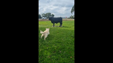 Dopey Golden Retriever rounds up fake Bull