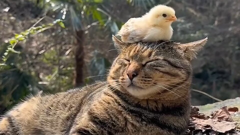 "Unlikely Friends: Cute Bird Perched on Cat's Head!"