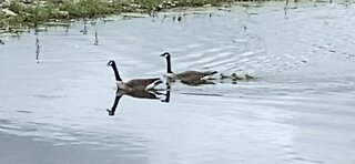 Canadian Geese and Goslings