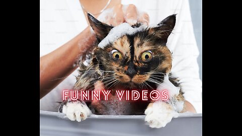 Funniest Animals 2023 New Funny Cats and Dogs Videos