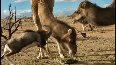 Fearless Ram vs. Big Camels
