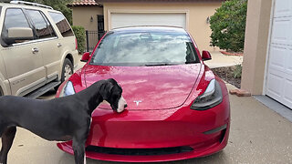 Funny Great Dane Working Dog Washes The Tesla With TLC