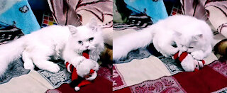 Kitten Has No Mercy To Santa Claus Because It's Did not Receive Gift