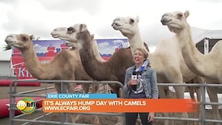 Mel checks out the camels at the Erie County Fair