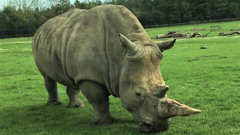 Majestic rhinoceros grazes casually beside the road on safari