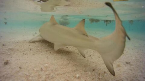 Tiger Shark Fatally Attack Female Snorkler