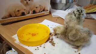 A Couple of Silkie Chicks