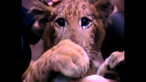 Cute Chinese Liger