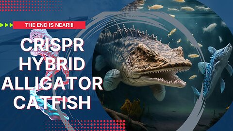 The END IS NEAR!! - MASSIVE Alligator Catfish Hybrids Coming