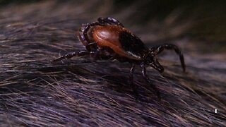 In the late 60’s, government labs started injecting ticks with exotic diseases