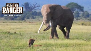 Amboseli Elephant Greets Hyenas? | Zebra Plains Safari