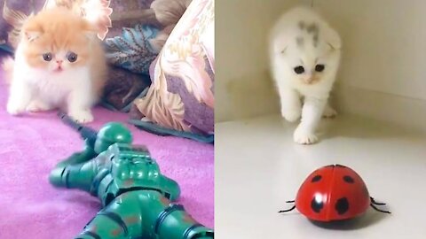 Cat Funny Reaction to Playing Toy