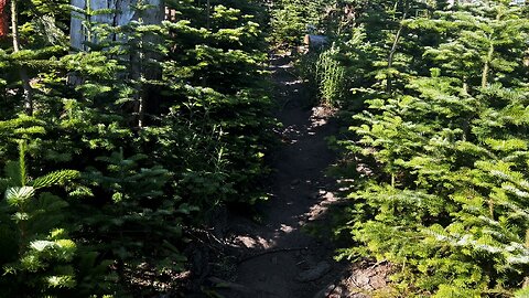 Ascending Mount Hood Wilderness & Why Mazama Trail is a GREAT JULY HIKE! | Timberline | 4K | Oregon