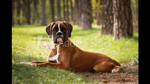 Boxer dog with sunglasses sitting on the driver seat.