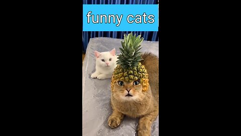 Cats and pets funny moments