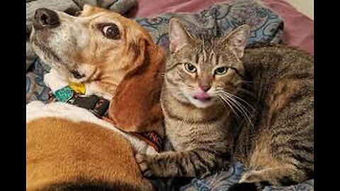 "Feline Frenzy: The Hilarious Adventures of a Cat and Dog Duo"