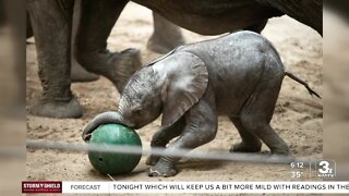 Omaha's Henry Doorly Zoo & Aquarium re-open Elephant Family Quarters