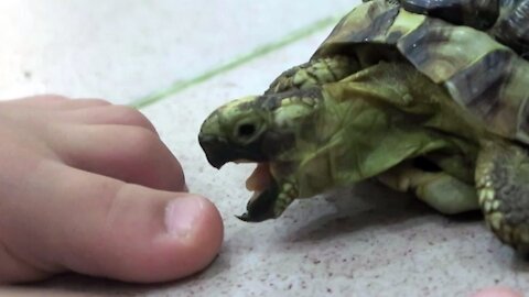 cute turtles attack