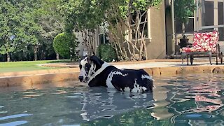 Great Dane decides to lay down in the pool for the first time