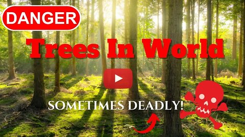 MOST DANGOURAS TREES IN WORLD - sometimes deadly!