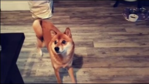 Shiba Inu Literally Dances For Water Bottle