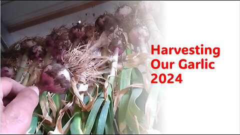 Harvesting Our Garlic 2024