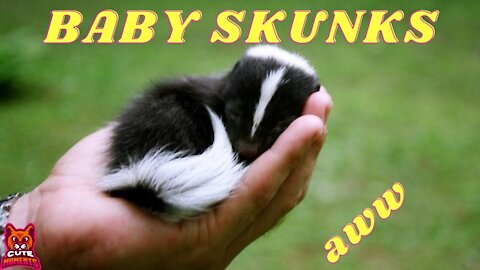 Cute Skunks