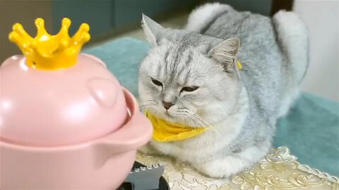 Cooking has never been cuter: Watch this cat whip up some delicious dishes!